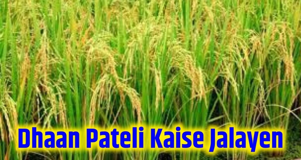 Dhaan Ki Pareli Kaise Jalayen