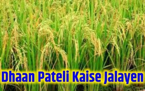 Dhaan Ki Pareli Kaise Jalayen